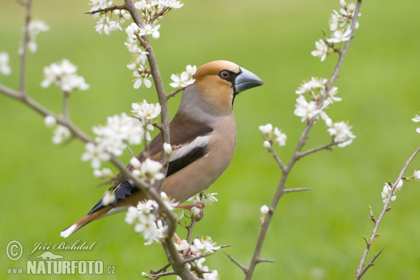 Kernbeisser (Coccothraustes coccothraustes)