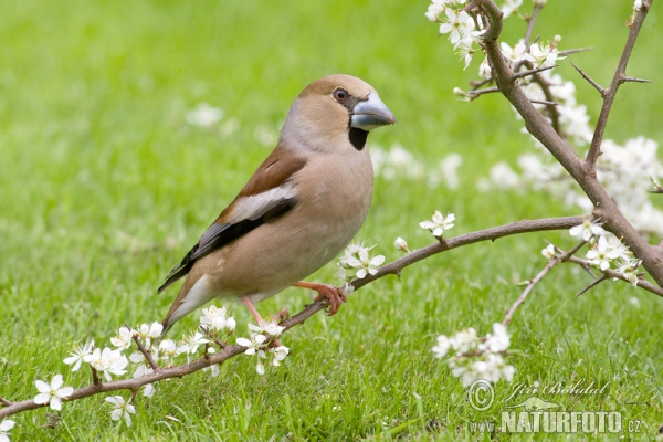 Kernbeisser (Coccothraustes coccothraustes)