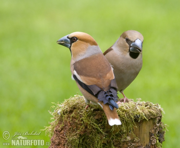 Kernbeisser (Coccothraustes coccothraustes)