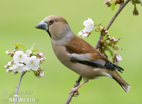 Kernbeisser (Coccothraustes coccothraustes)