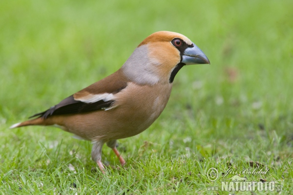 Kernbeisser (Coccothraustes coccothraustes)