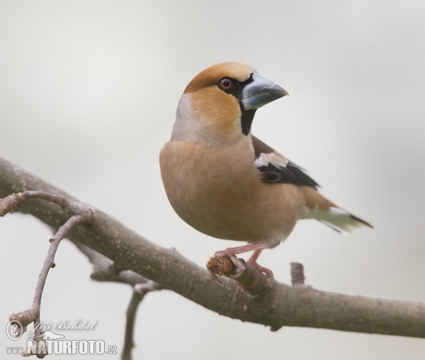 Kernbeisser (Coccothraustes coccothraustes)