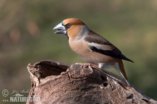 Kernbeisser (Coccothraustes coccothraustes)