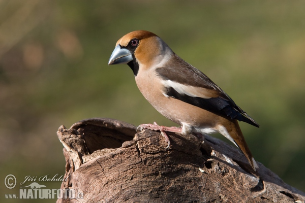 Kernbeisser (Coccothraustes coccothraustes)