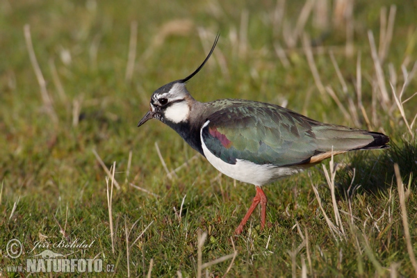 Kiebitz (Vanellus vanellus)