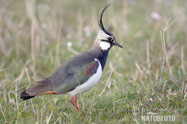 Kiebitz (Vanellus vanellus)