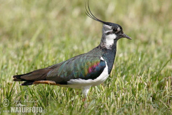 Kiebitz (Vanellus vanellus)