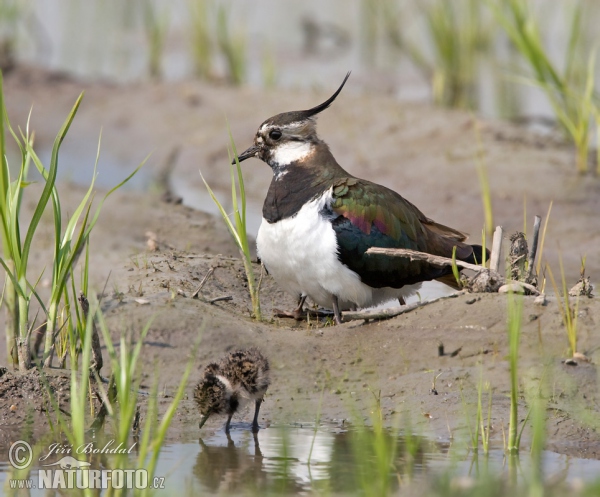 Kiebitz (Vanellus vanellus)