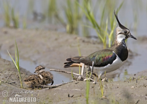 Kiebitz (Vanellus vanellus)