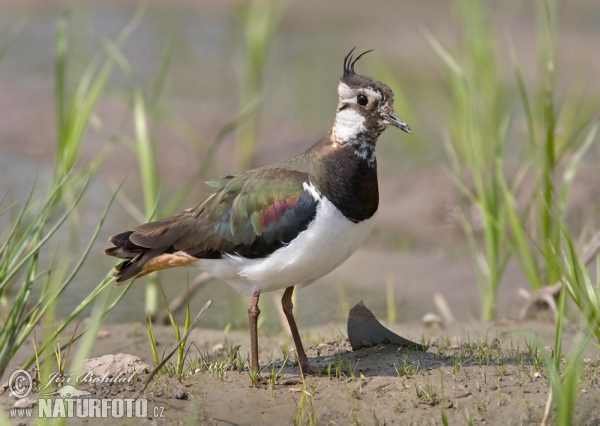 Kiebitz (Vanellus vanellus)