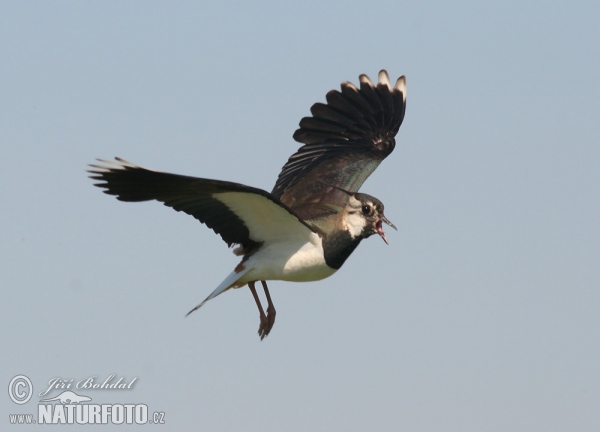 Kiebitz (Vanellus vanellus)