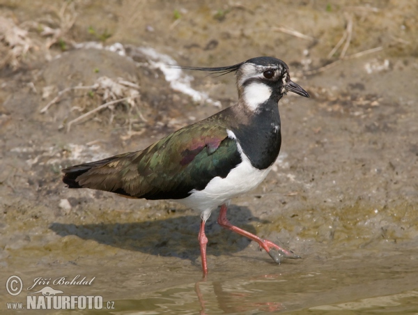 Kiebitz (Vanellus vanellus)