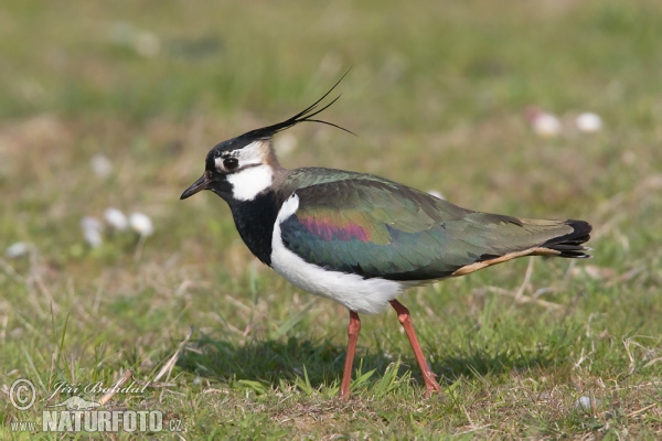 Kiebitz (Vanellus vanellus)