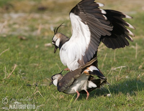 Kiebitz (Vanellus vanellus)