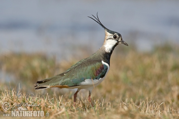 Kiebitz (Vanellus vanellus)