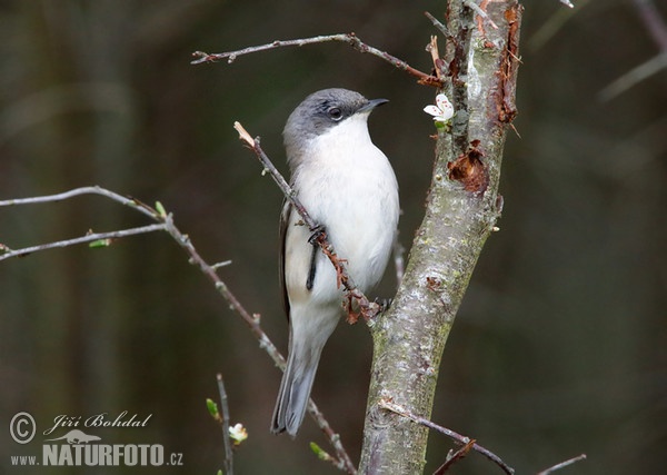 Klappergrasmücke (Sylvia curruca)