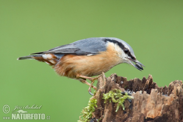 Kleiber (Sitta europaea)