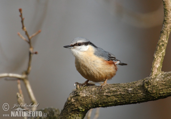 Kleiber (Sitta europaea)