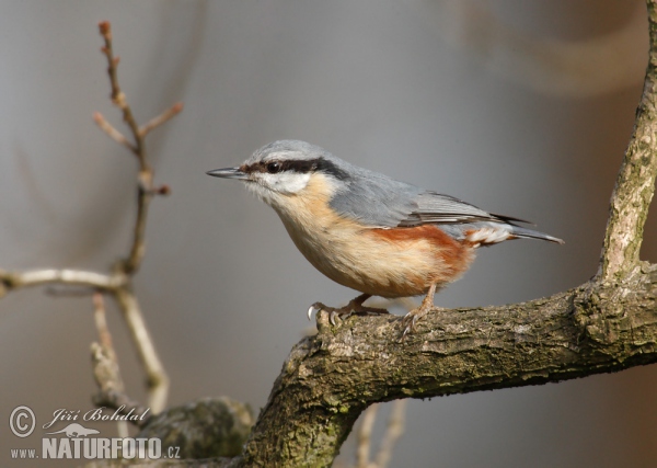 Kleiber (Sitta europaea)