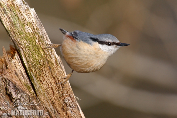 Kleiber (Sitta europaea)