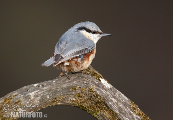 Kleiber (Sitta europaea)