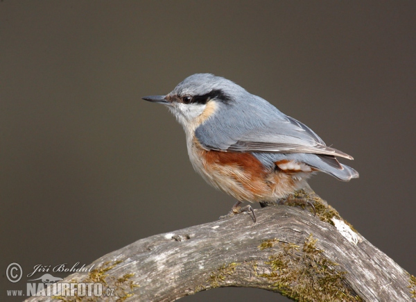 Kleiber (Sitta europaea)