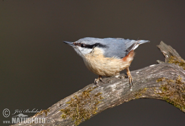 Kleiber (Sitta europaea)