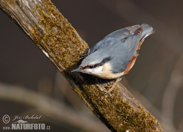 Kleiber (Sitta europaea)