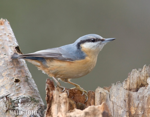 Kleiber (Sitta europaea)