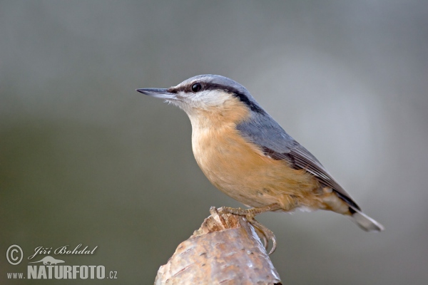 Kleiber (Sitta europaea)