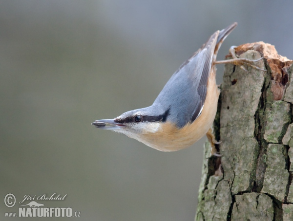 Kleiber (Sitta europaea)