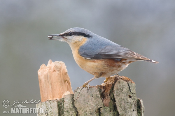 Kleiber (Sitta europaea)