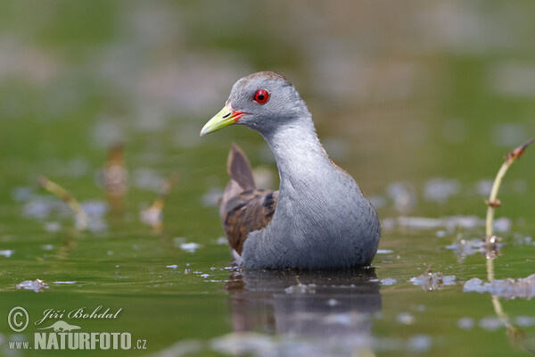 Kleine Sumpfhuhn (Porzana parva)