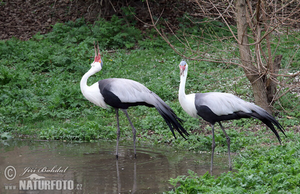 Klunkerkranich (Grus carunculata)