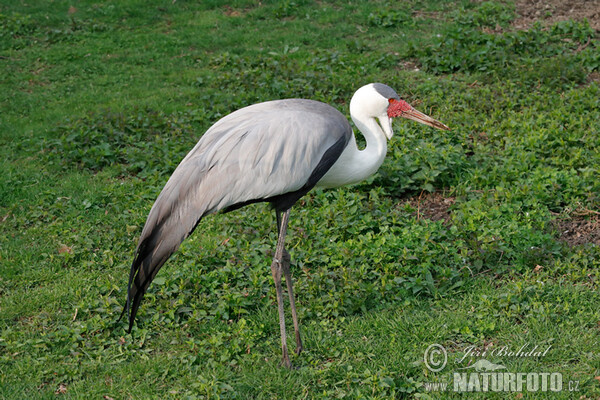 Klunkerkranich (Grus carunculata)