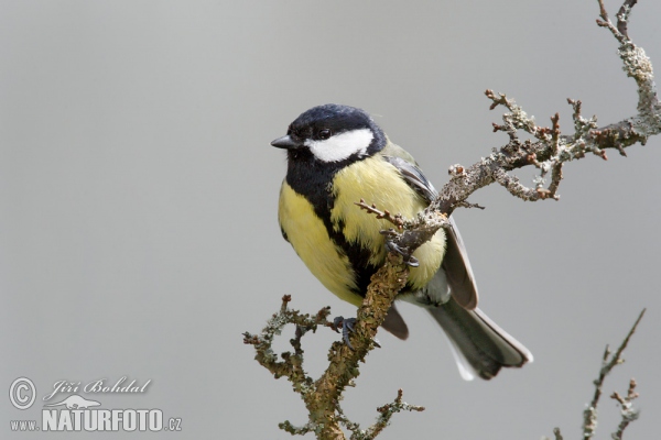 Kohlmeise (Parus major)