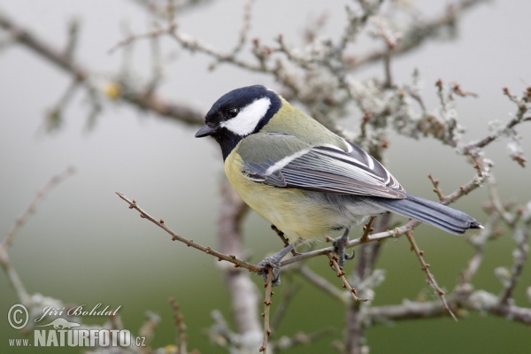 Kohlmeise (Parus major)