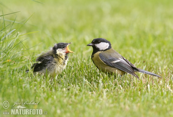 Kohlmeise (Parus major)