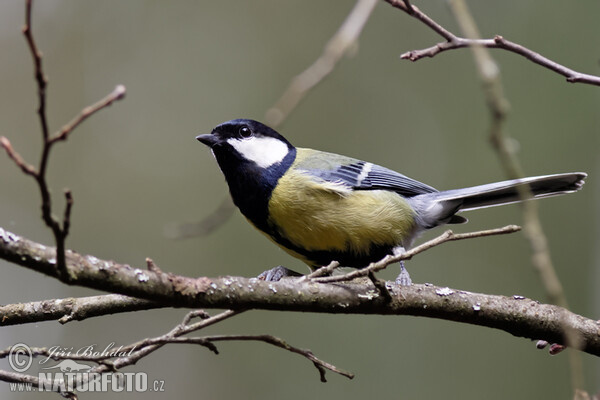 Kohlmeise (Parus major)