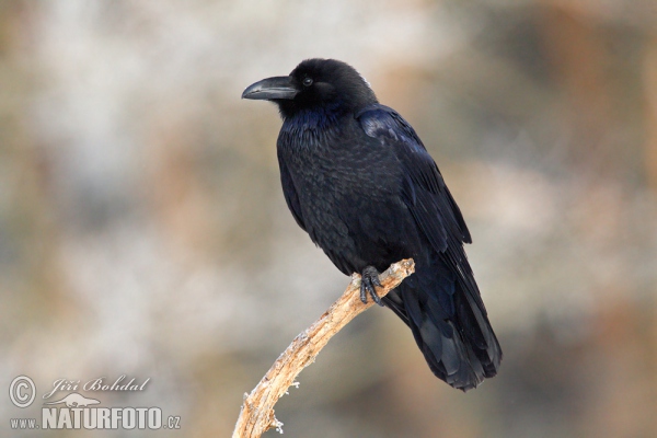 Kolkrabe (Corvus corax)