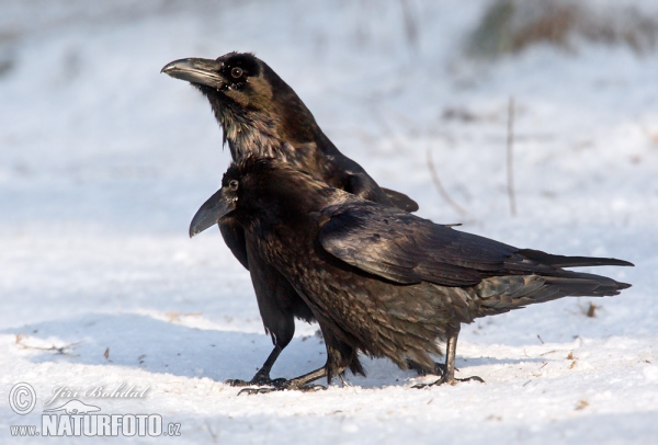 Kolkrabe (Corvus corax)