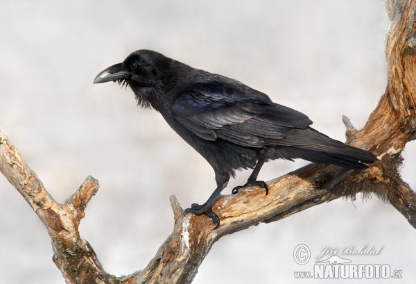 Kolkrabe (Corvus corax)