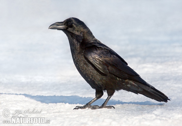 Kolkrabe (Corvus corax)