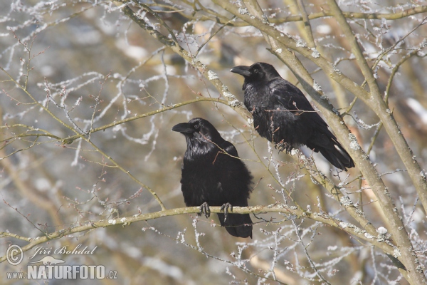 Kolkrabe (Corvus corax)