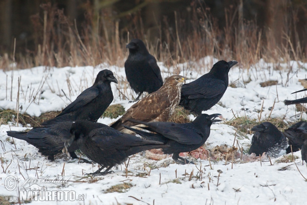 Kolkrabe (Corvus corax)