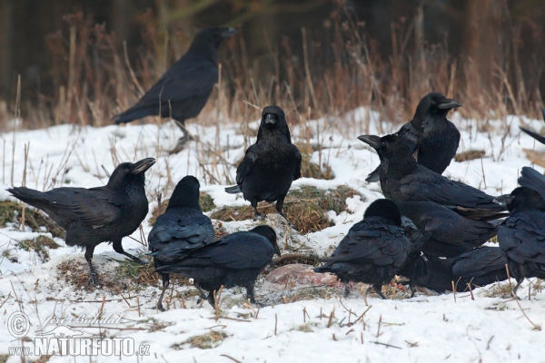 Kolkrabe (Corvus corax)