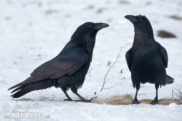 Kolkrabe (Corvus corax)