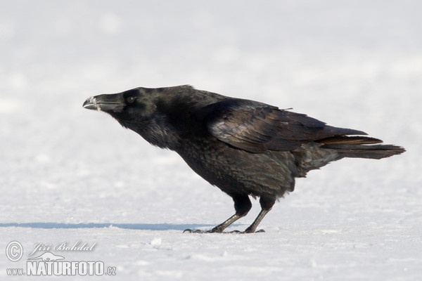 Kolkrabe (Corvus corax)