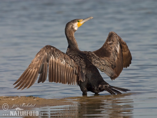 Kormoran (Phalacrocorax carbo)