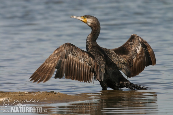 Kormoran (Phalacrocorax carbo)